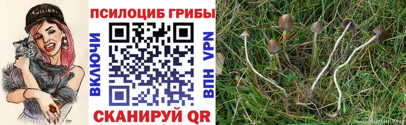 Псилоцибиновые грибы прущие грибы  цена   Петушки 